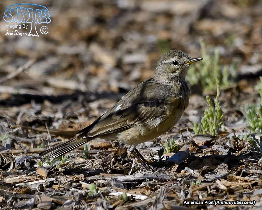 American Pipit - Anthus rubescens