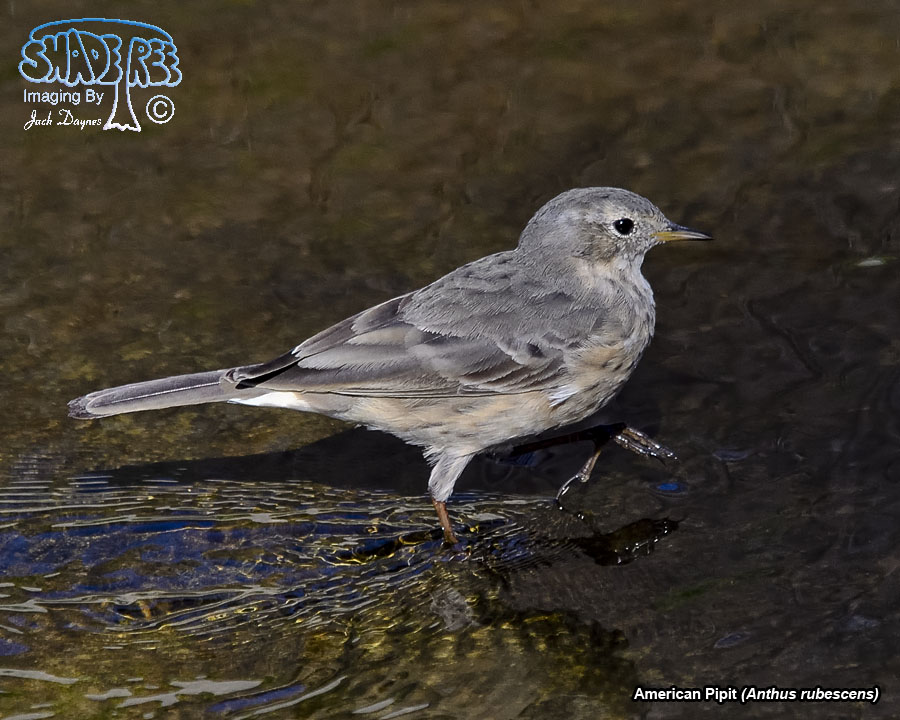 American Pipit - Anthus rubescens