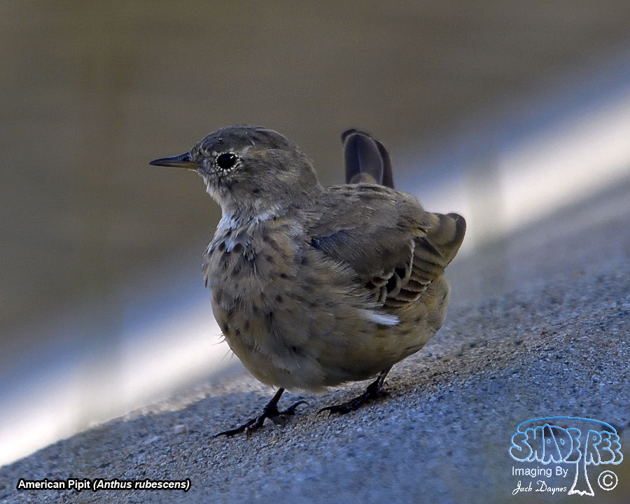 American Pipit - Anthus rubescens