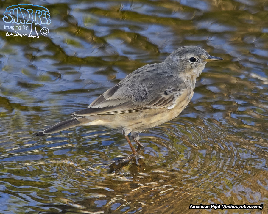 American Pipit - Anthus rubescens