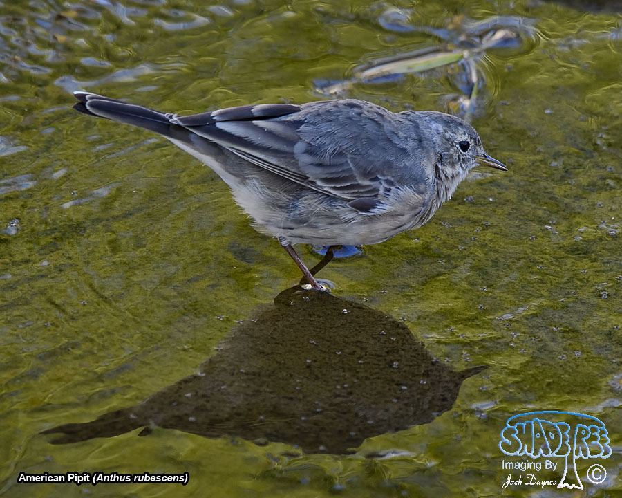 American Pipit - Anthus rubescens