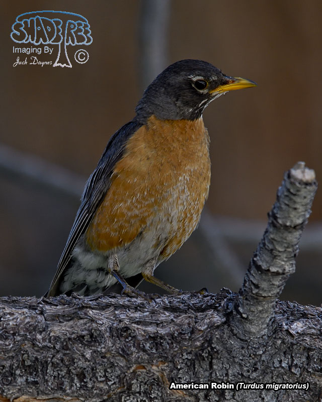 American Robin - Turdus migratorius