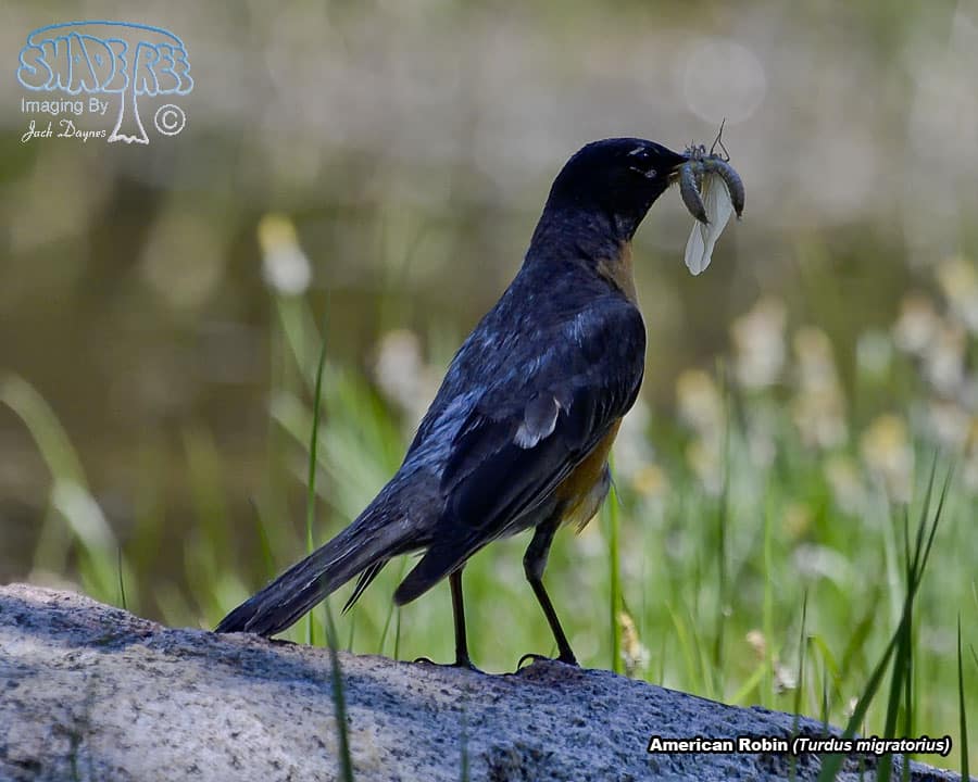 American Robin - Turdus migratorius