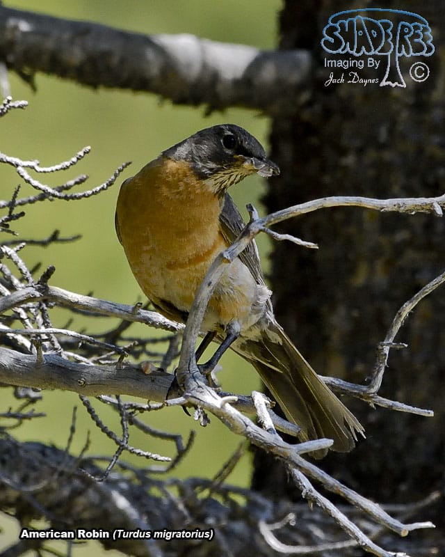 American Robin - Turdus migratorius