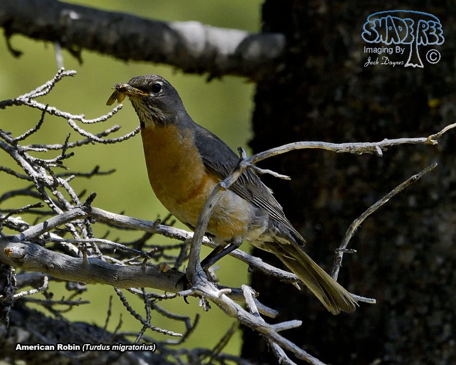American Robin - Turdus migratorius