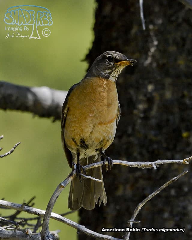 American Robin - Turdus migratorius
