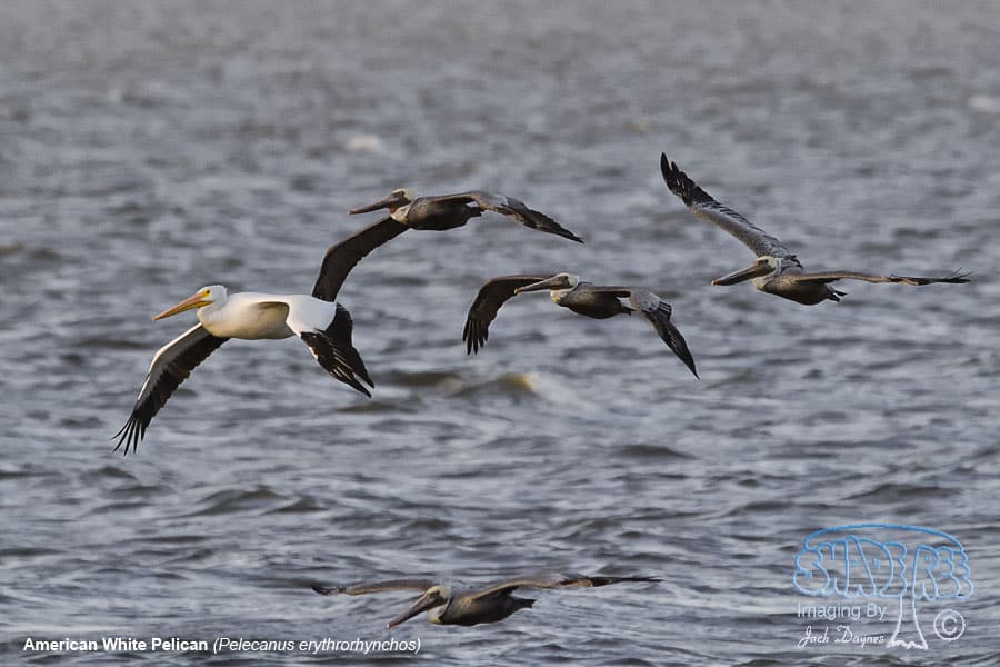 American White Pelican - Pelecanus erythrorhynchos