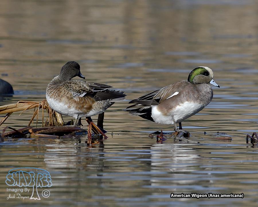American Wigeon - Mareca americana