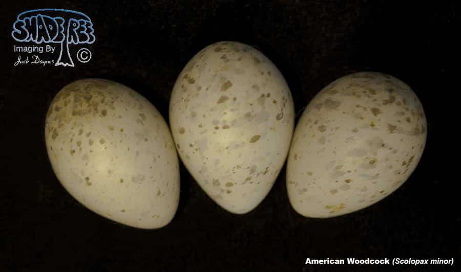 American Woodcock - Scolopax minor