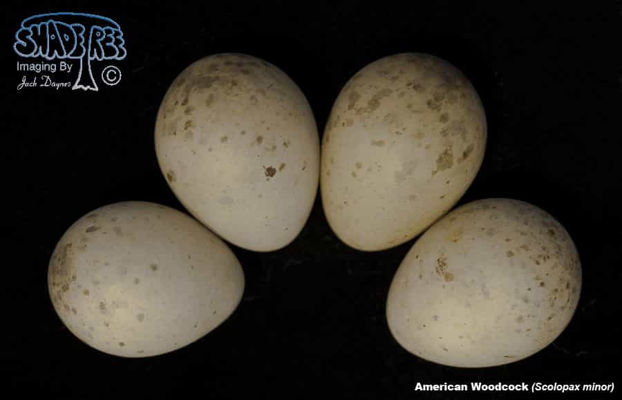 American Woodcock - Scolopax minor