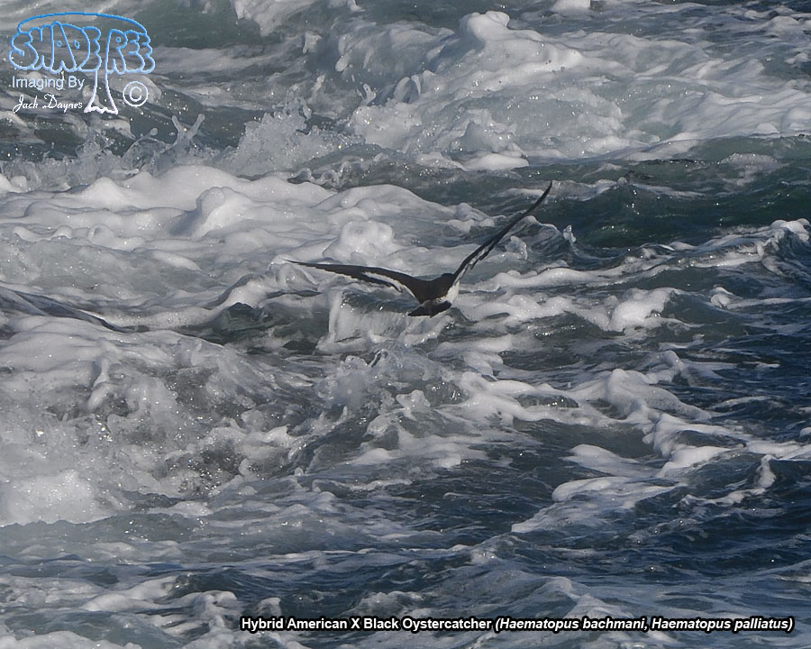 American X Black Oystercatcher - Haematopus bachmani