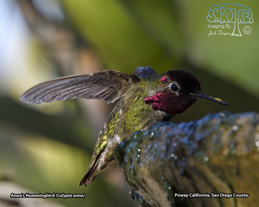 Anna's Hummingbird - Calypte anna