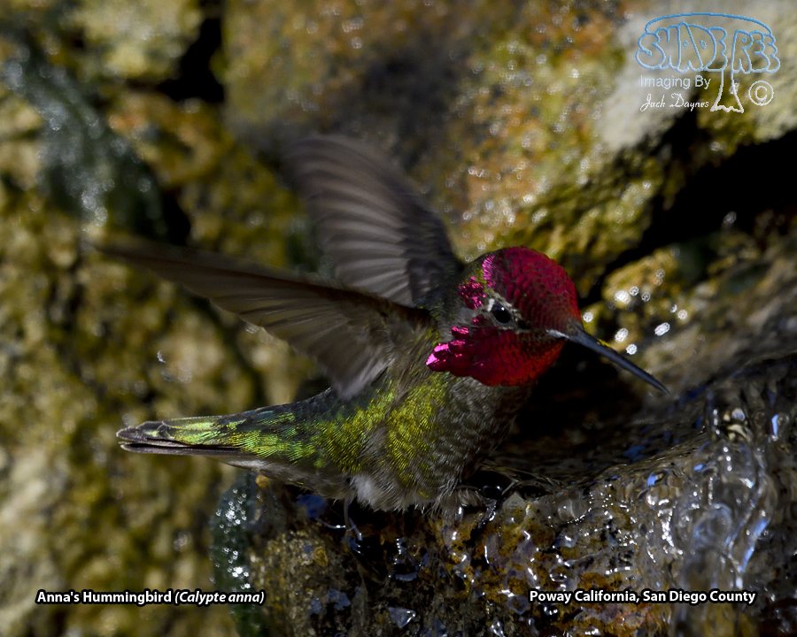 Anna's Hummingbird - Calypte anna