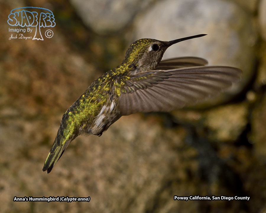 Anna's Hummingbird - Calypte anna
