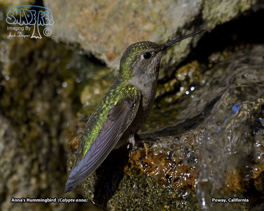 Anna's Hummingbird - Calypte anna