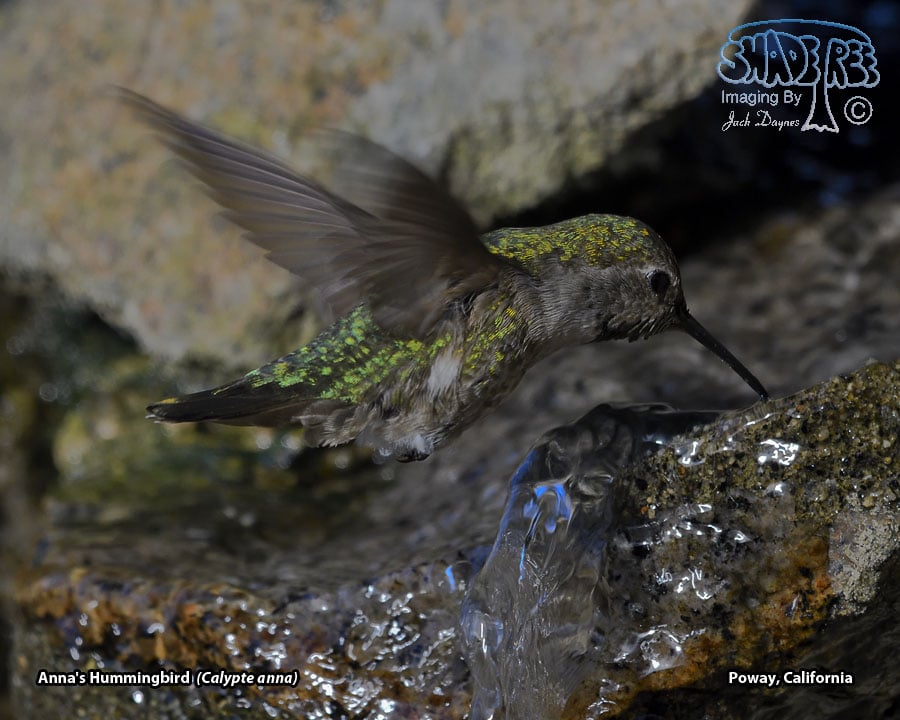 Anna's Hummingbird - Calypte anna