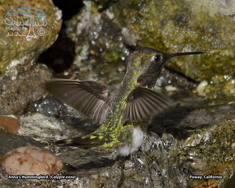 Anna's Hummingbird - Calypte anna