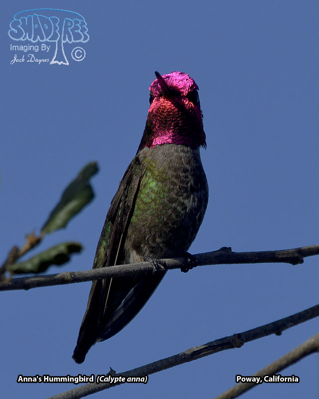 Anna's Hummingbird - Calypte anna