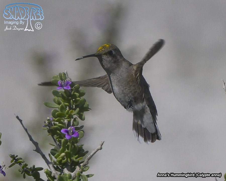 Anna's Hummingbird - Calypte anna