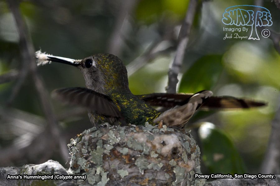 Anna's Hummingbird - Calypte anna