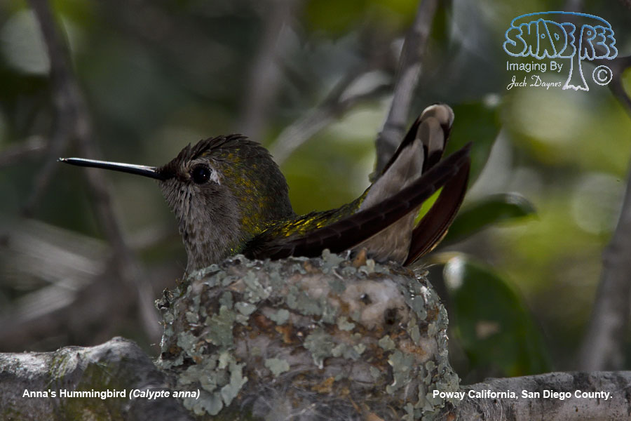 Anna's Hummingbird - Calypte anna