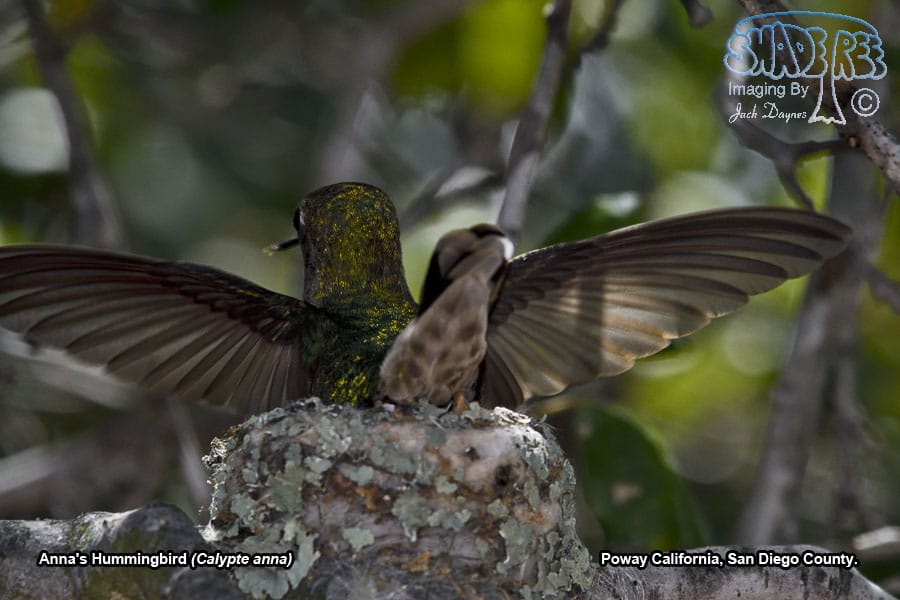 Anna's Hummingbird - Calypte anna