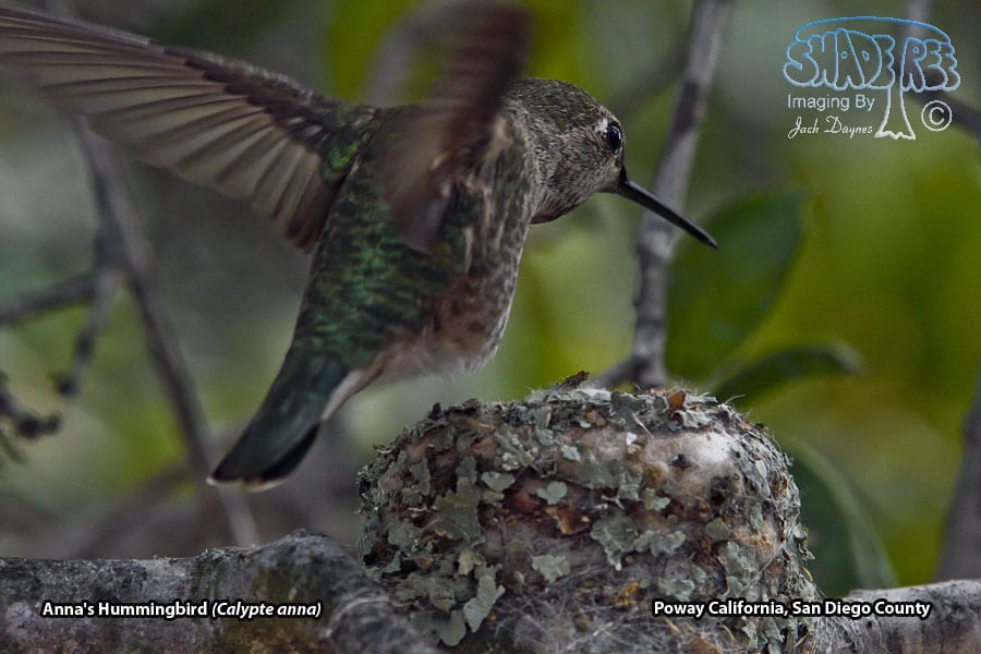 Anna's Hummingbird - Calypte anna