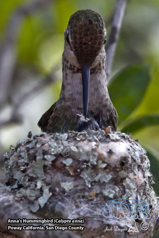 Anna's Hummingbird - Calypte anna