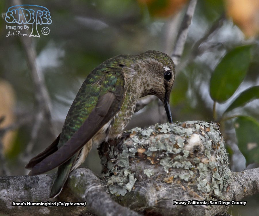 Anna's Hummingbird - Calypte anna