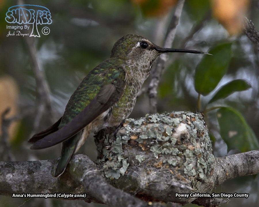 Anna's Hummingbird - Calypte anna