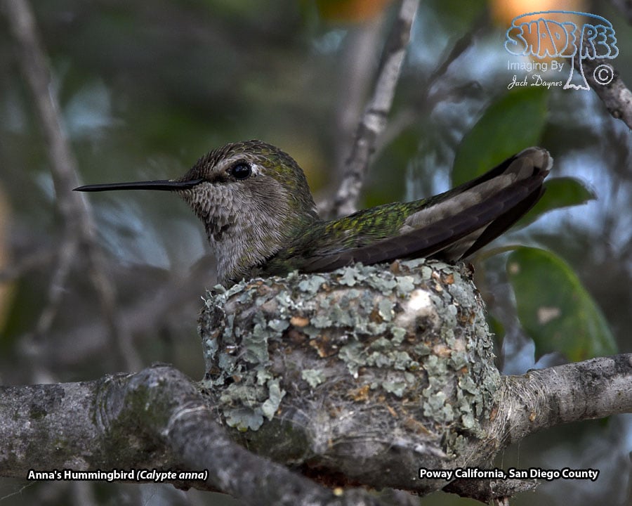 Anna's Hummingbird - Calypte anna