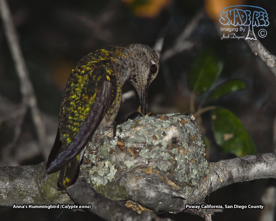 Anna's Hummingbird - Calypte anna