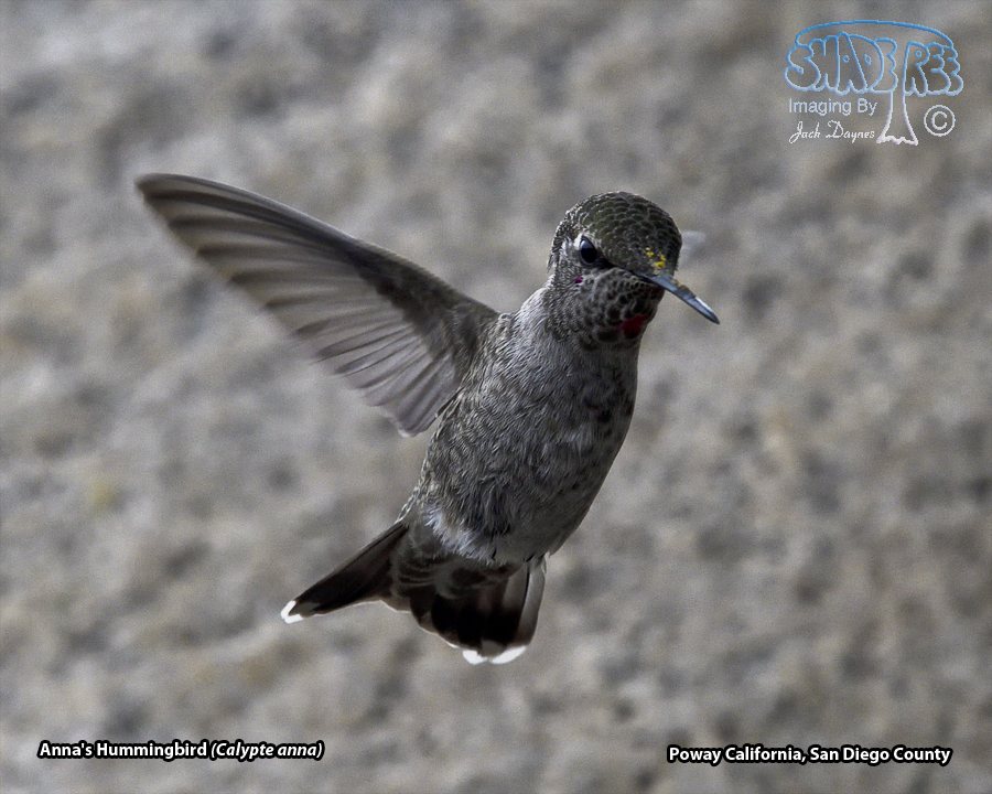 Anna's Hummingbird - Calypte anna