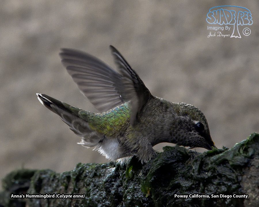 Anna's Hummingbird - Calypte anna