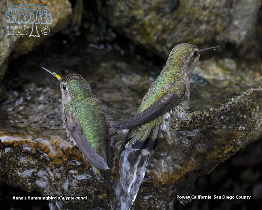 Anna's Hummingbird - Calypte anna