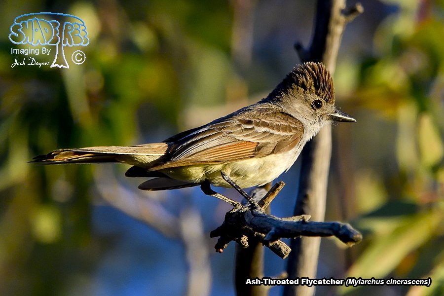 Ash-Throated Flycatcher - Myiarchus cinerascens