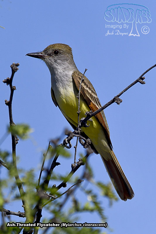 Ash-Throated Flycatcher - Myiarchus cinerascens