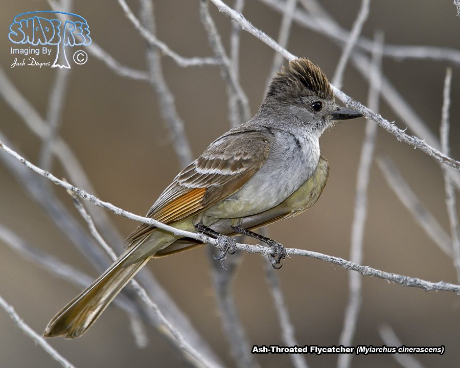 Ash-Throated Flycatcher - Myiarchus cinerascens