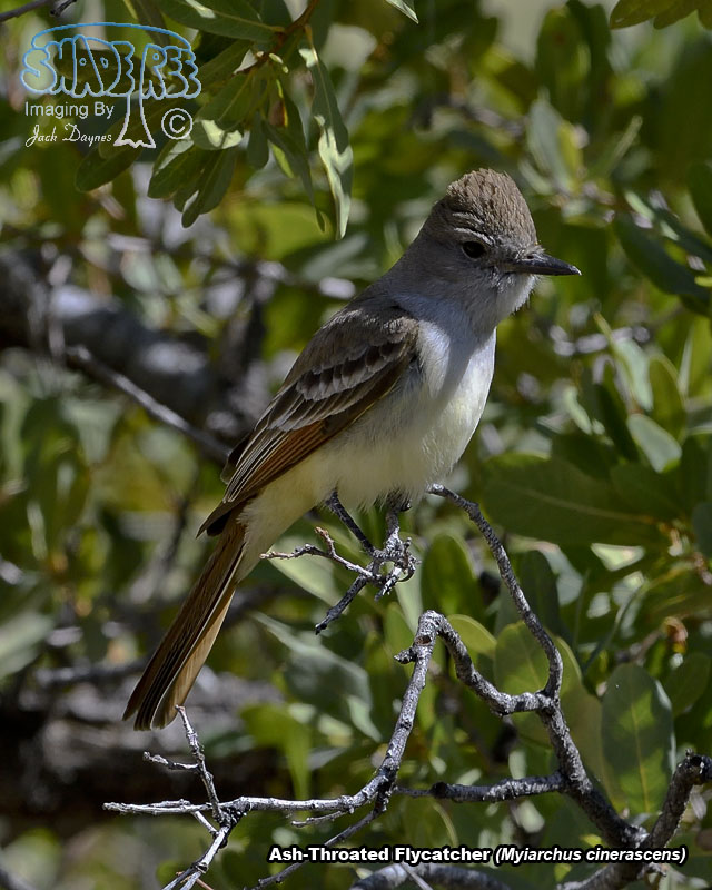 Ash-Throated Flycatcher - Myiarchus cinerascens
