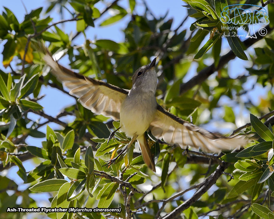 Ash-Throated Flycatcher - Myiarchus cinerascens