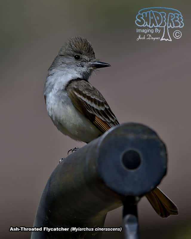 Ash-Throated Flycatcher - Myiarchus cinerascens