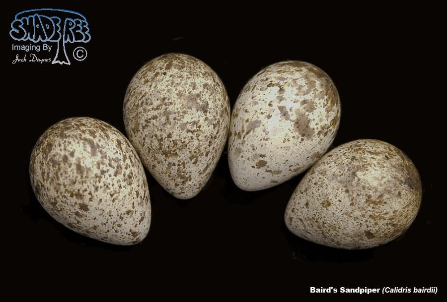 Baird's Sandpiper - Calidris bairdii