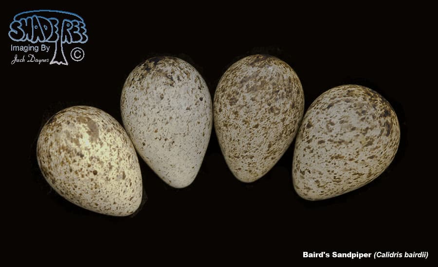 Baird's Sandpiper - Calidris bairdii