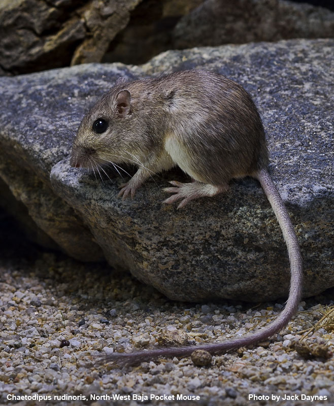 Northwest Baja Pocket Mouse - Chaetodipus rudinoris
