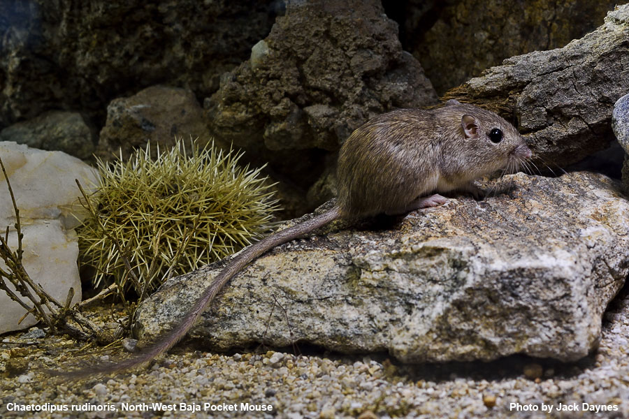 Northwest Baja Pocket Mouse - Chaetodipus rudinoris