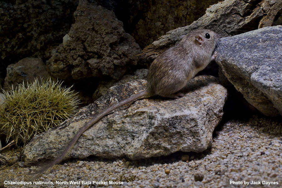 Northwest Baja Pocket Mouse - Chaetodipus rudinoris