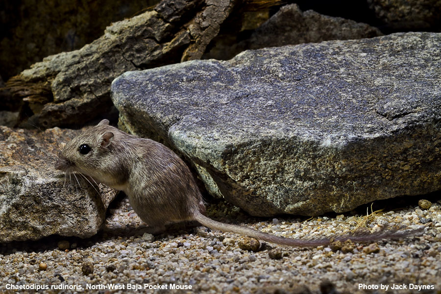 Northwest Baja Pocket Mouse - Chaetodipus rudinoris