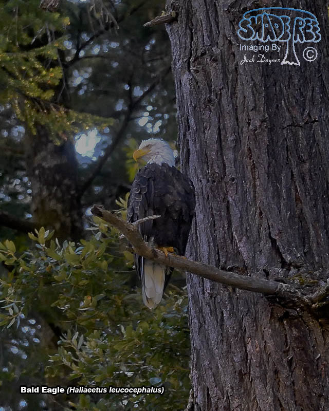 Bald Eagle - Haliaeetus leucocephalus