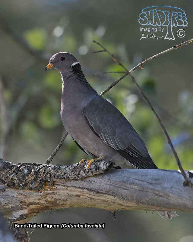 Band-Tailed Pigeon - Columba fasciata