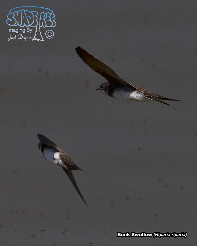 Bank Swallow - Riparia riparia